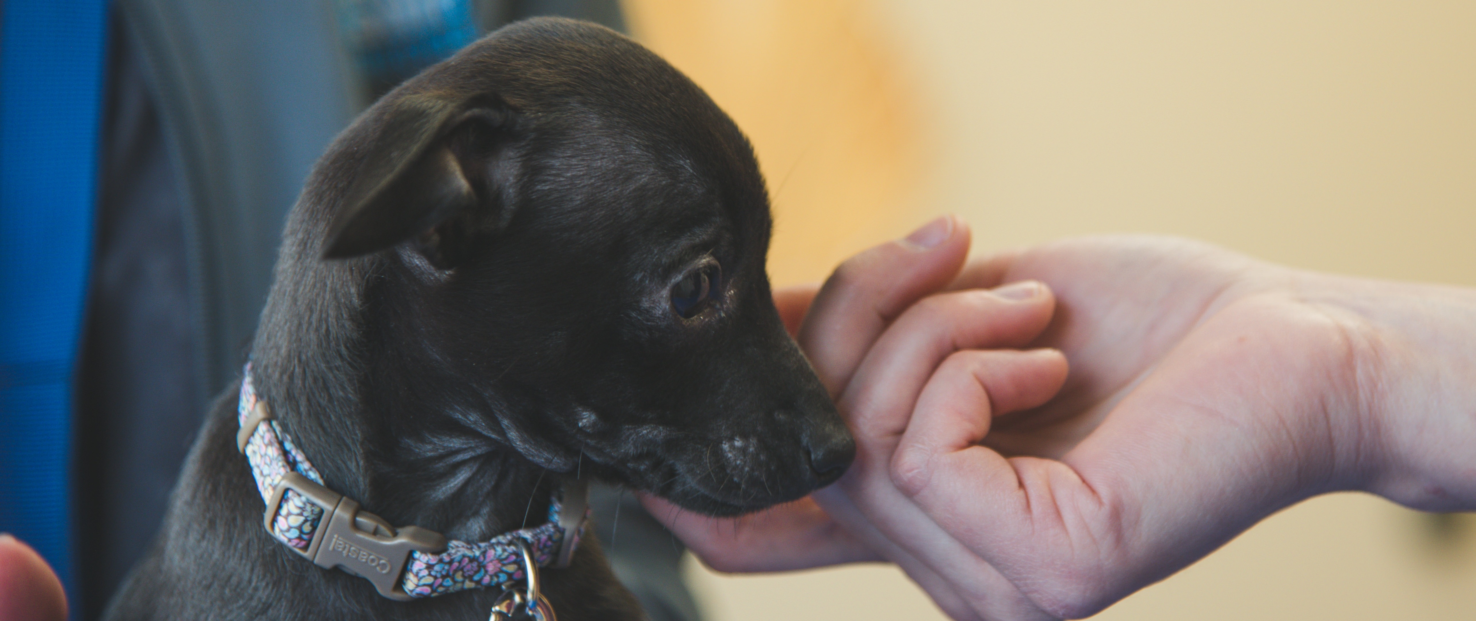 Online Pharmacy CSNIP